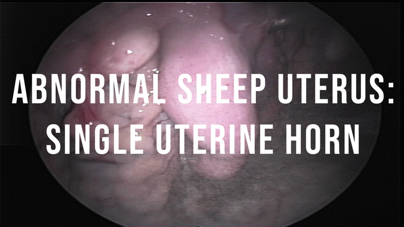 Abnormal sheep uterus: single uterine horn